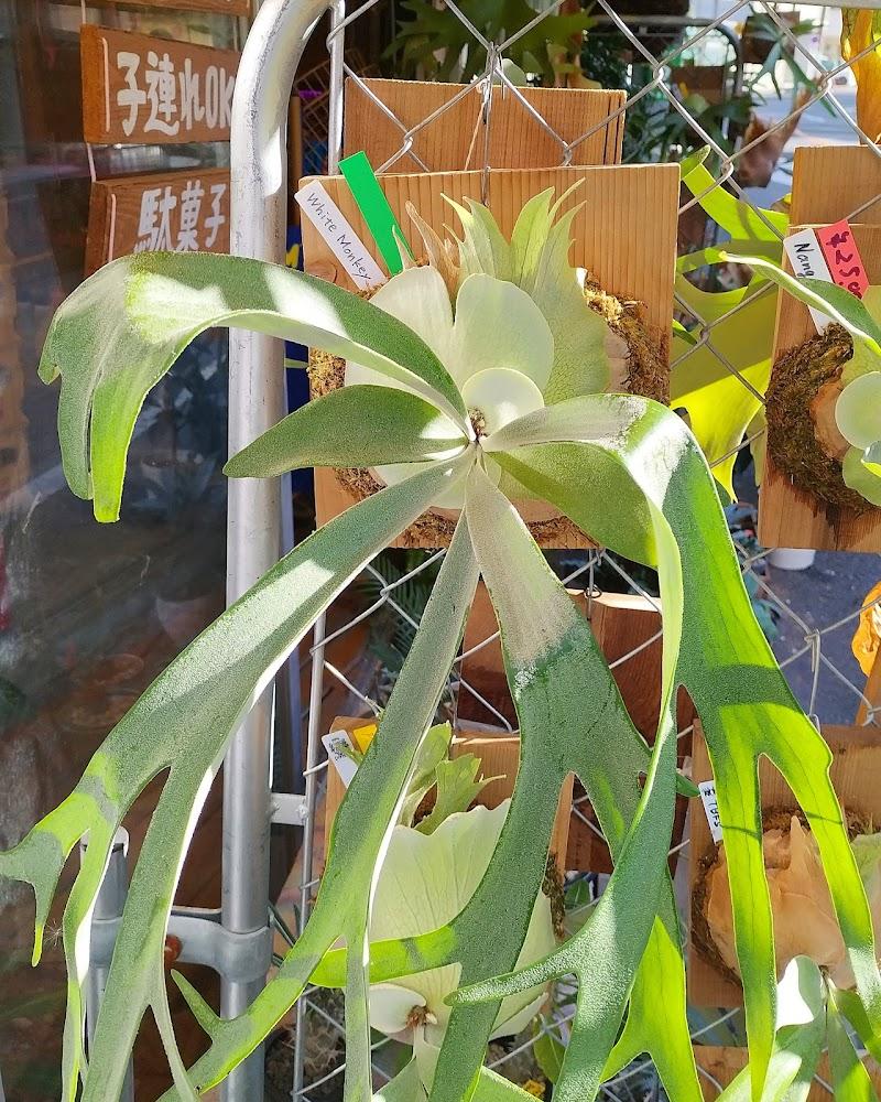 天下泰平商店の写真